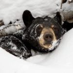 Plan de hibernación o activación: oso negro hibernando en guarida