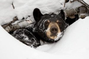 Plan de hibernación o activación: oso negro hibernando en guarida